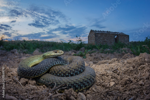 Culebra bastarda photo