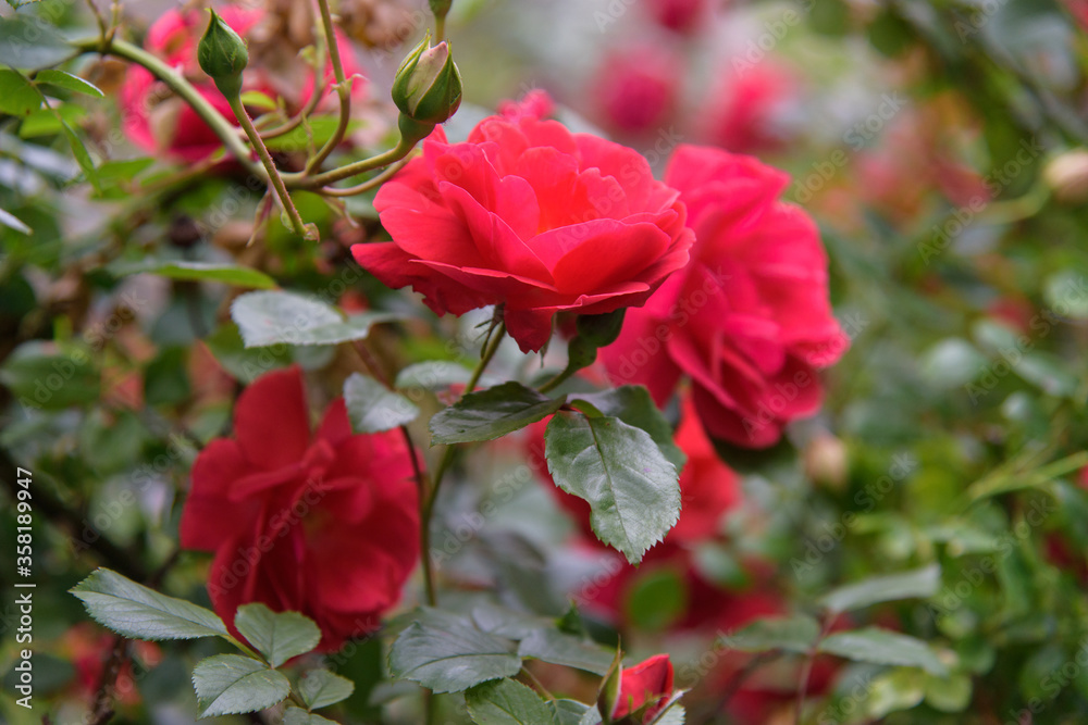 Closeup of rose bush flowers