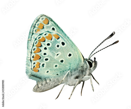 Photography Beautiful bright butterfly flying on white background