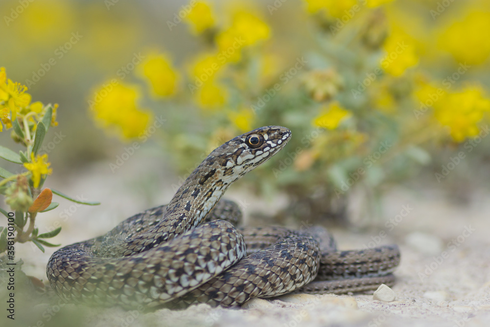 Naklejka premium Culebra bastarda