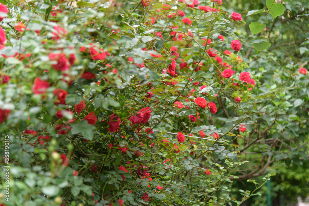 Closeup of rose bush flowers