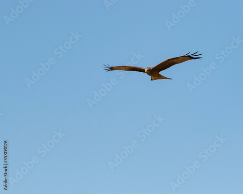 Kite eagle in flight with blue sky
