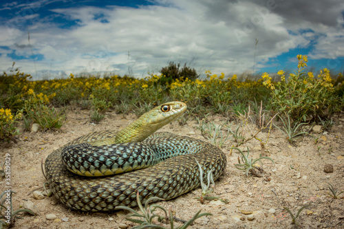 Culebra bastarda photo