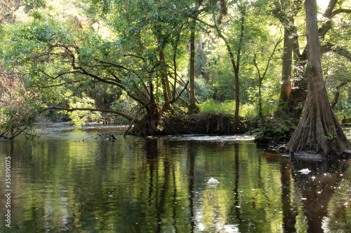 Fototapeta Naklejka Na Ścianę i Meble -  Flowing River through the  Cypress Woods