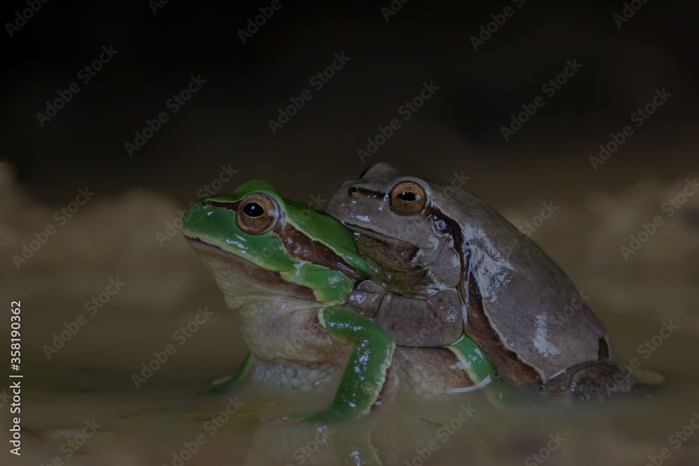 Naklejka premium Ranita san antonio