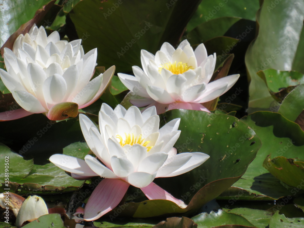 white water lily white water lily