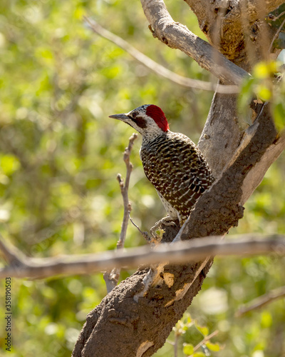 Bennetts woodpecker on a tree