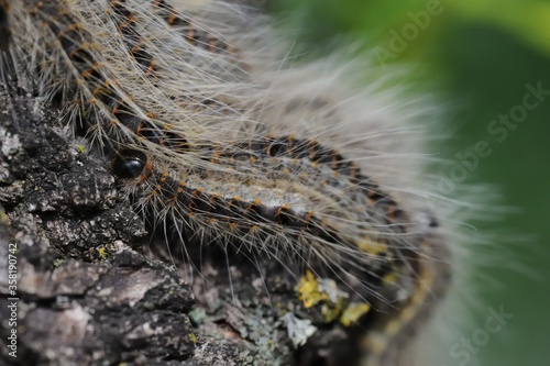 several caterpillars of the oak processionary at an oak tree withs long hairs photo