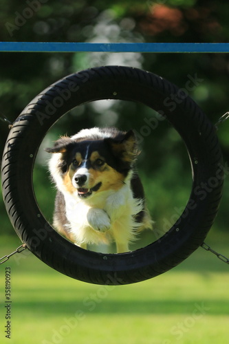 Agility - Border Collie im Ring