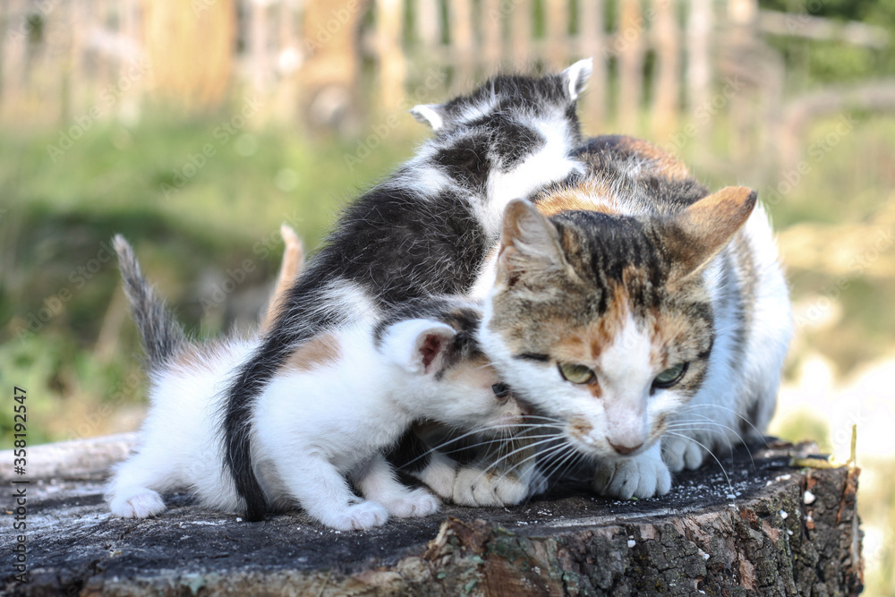 Newborn cats play in nature. A kitten at a young age for the first time in nature without a mother. Beautiful stock background for design. Newborn cats play in nature. A kitten at a young age for the first time in nature without a mother. Beautiful stock background for design.