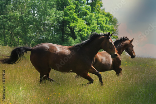 Zwei Pferde im Galopp auf Wiese