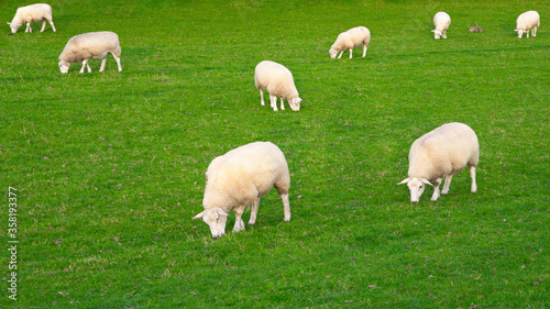 Grasende Schafe auf grüner Wiese