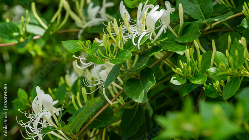 Lonicera japonica  known as Japanese honeysuckle and golden-and-silver honeysuckle. Evergreen flowering fragrant liana possibly Lonicera giraldii. Close-up of white and yellow flowers.