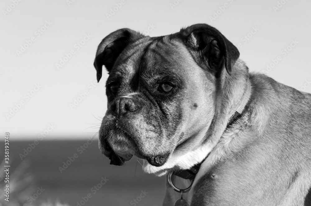 Black and white photo of a boxer dog 