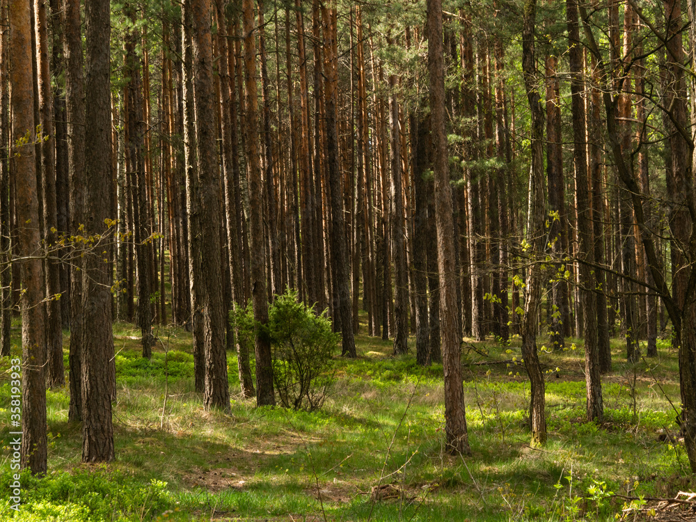 Obraz premium Beautiful landscape of pine forest in sunny day. Nature Wallpaper. The tall trees of the pine trees growing in the old forest.