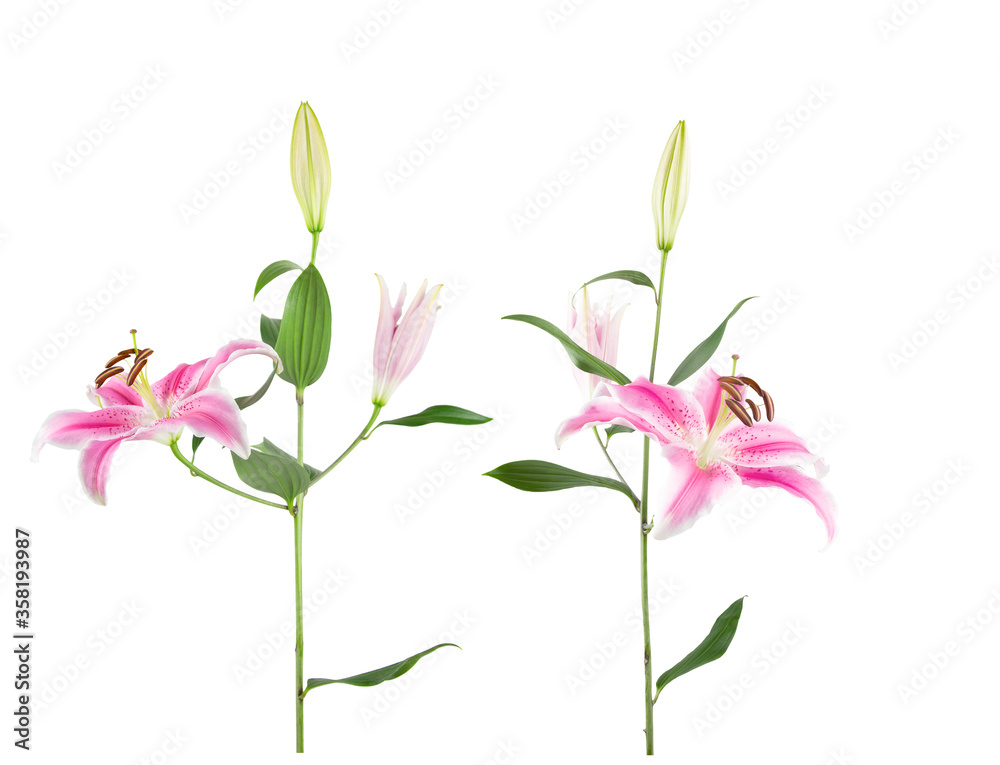 Close up of 2 fresh cut stems of pink Oriental Stargazer Lilies with fully and partially open blooms and tight buds, isolated on white.