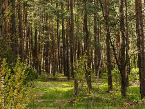 Beautiful landscape of pine forest in sunny day. Nature Wallpaper. The tall trees of the pine trees growing in the old forest.