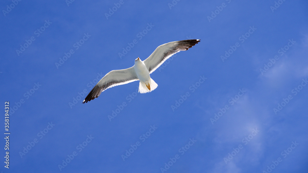 Schwebende Möwe am blauen Himmel Silbermöwe Schwebende Möwe am blauen Himmel Silbermöwe