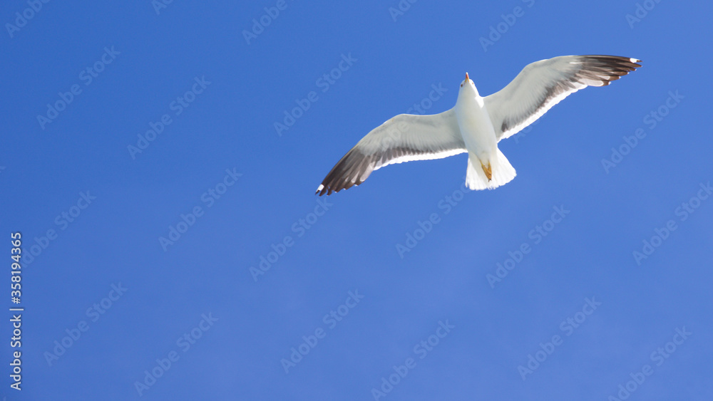 Obraz premium Schwebende Möwe am blauen Himmel Silbermöwe