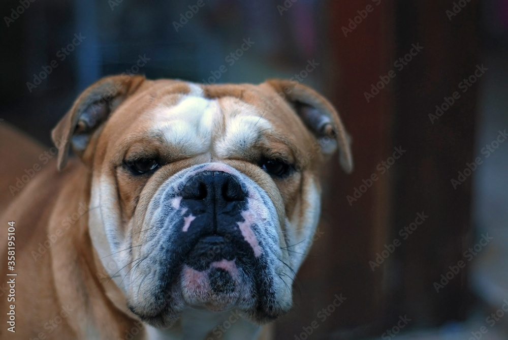 Portrait of Dog with Serious Wise Face - Brown Mature English Bulldog Looking Straight to Camera