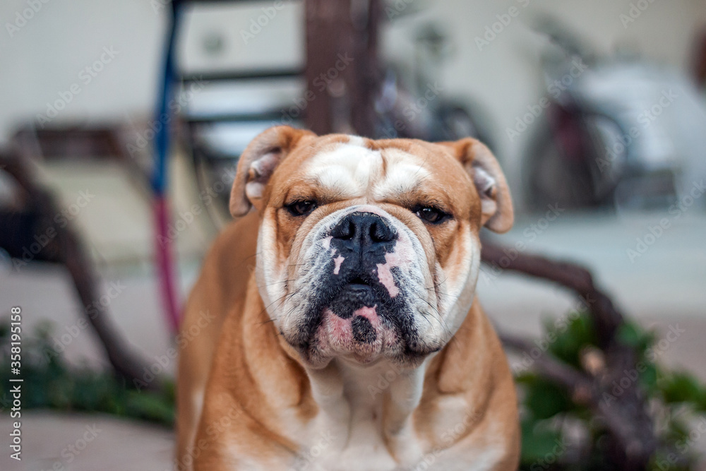 Portrait of Dog with Friendly Serious Face - Brown Mature English Bulldog Looking Straight to Camera