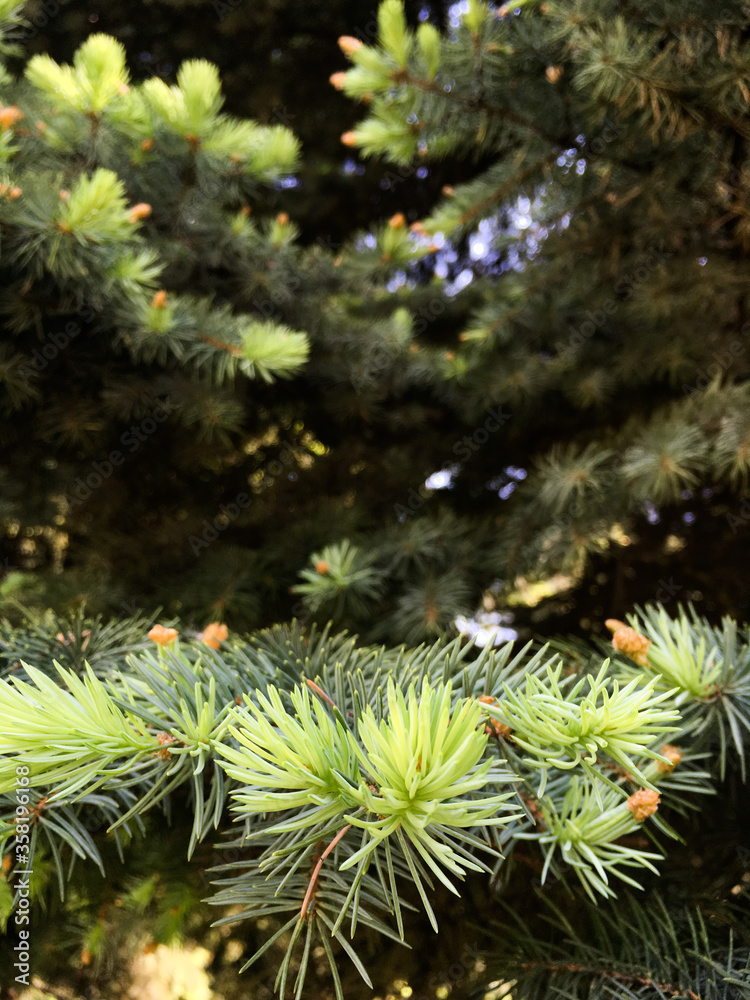 close up of pine tree close up of pine tree