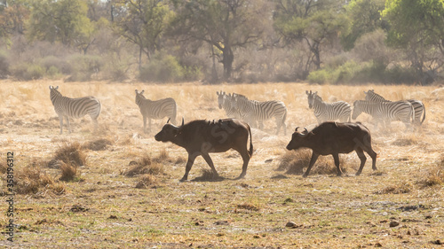 2 old buffalo waking past some Zebra © Penny