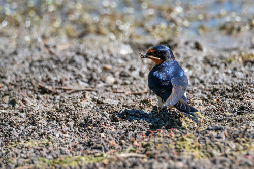 Barn Swallow or Hirundo rustica builds nest photo