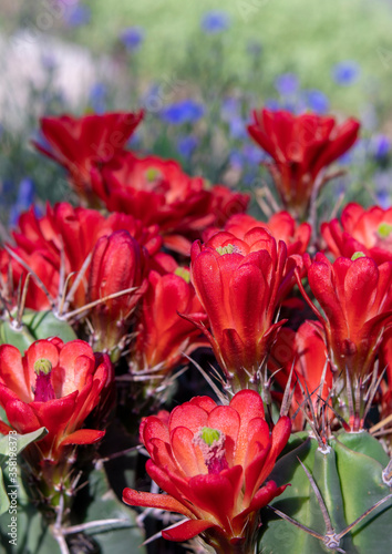 Vibrant Red Claret Cup Cactus Flowers with Purple Flowers in Background