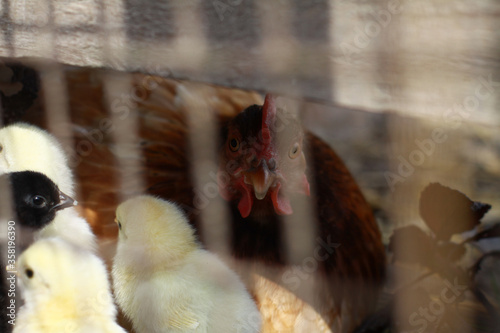 Chicken with a walk in nature in the village. among flowers and bushes, farm animals. Stock photo for design