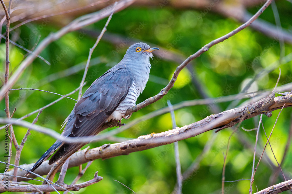 Common Cuckoo or Cuculus canorus perches on branch Common Cuckoo or Cuculus canorus perches on branch