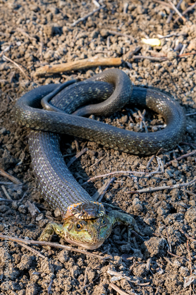 Obraz premium Hunting grass snake has caught a frog