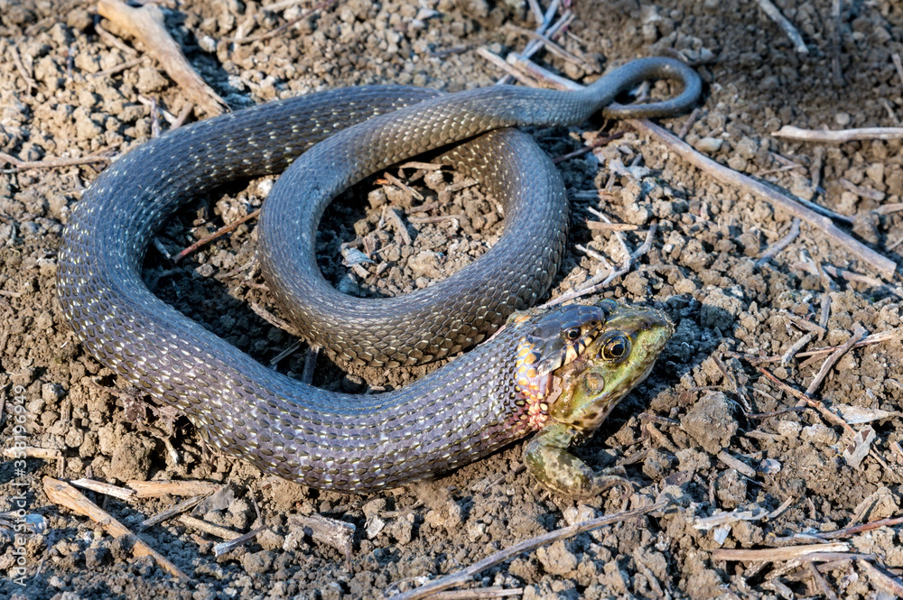 Obraz premium Hunting grass snake has caught a frog