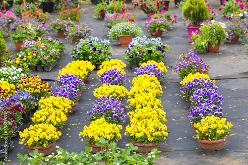 Garden Centre. Flowers in pots for sale  single-skin and perennial plants