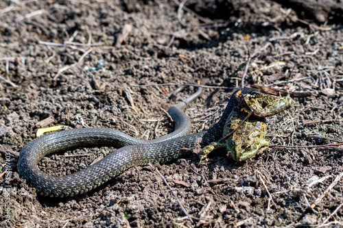 Hunting grass snake has caught a frog