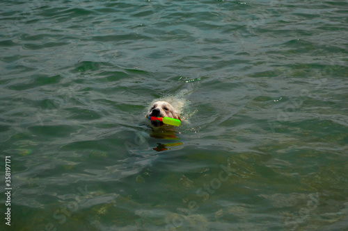 A dog swimming and carrying a plastic water gun 