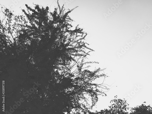 black and white picture of the big tree  in the park.