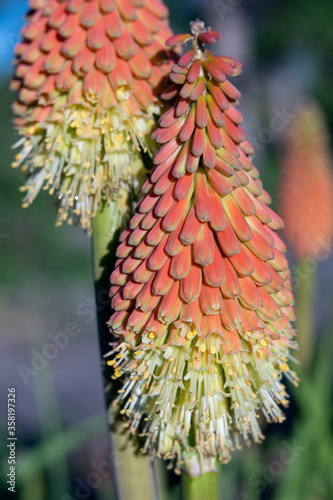 Close-up of Red Hot Poker Torch Lily Flowers photo