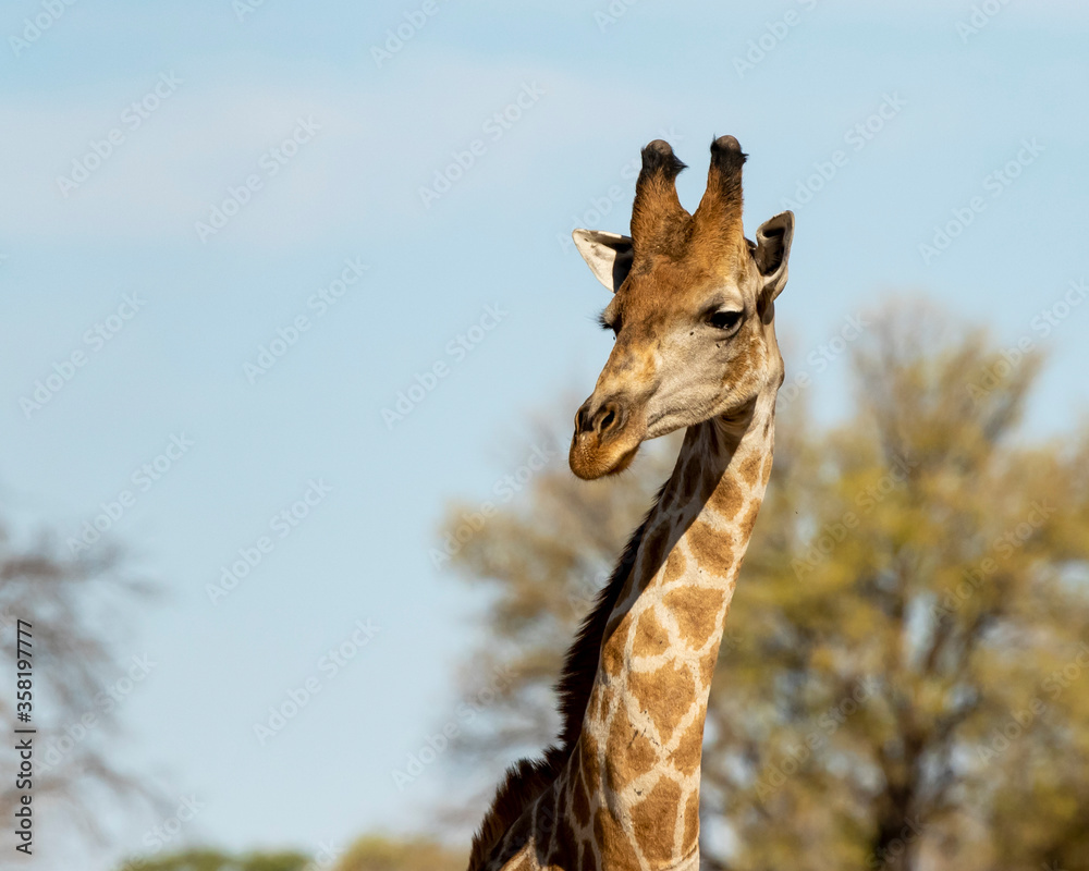 Obraz premium close up of giraffe head