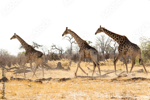 Giraffe walking across the savannah © Penny