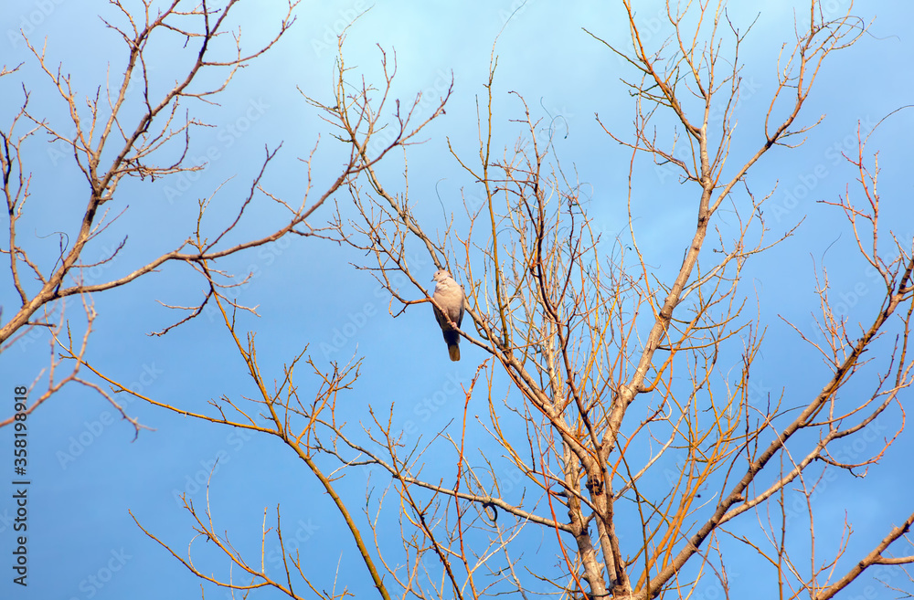 grey dove standing on a branch grey dove standing on a branch