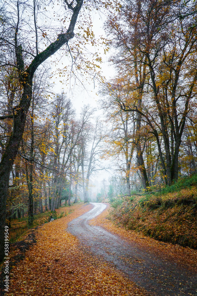 road in autumn forest