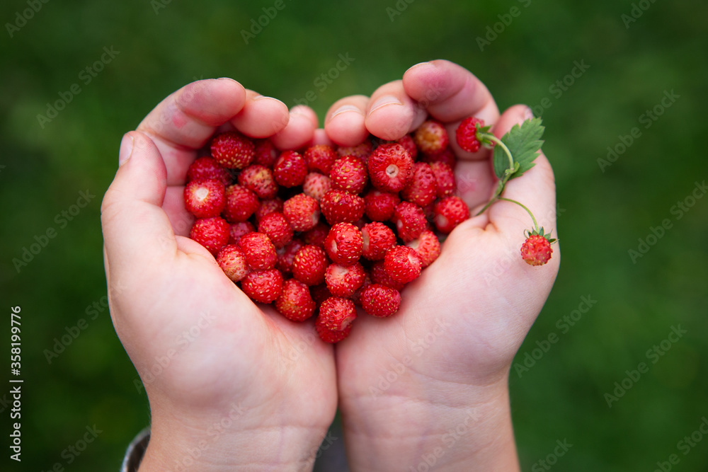Handpicking strawberries Handpicking strawberries