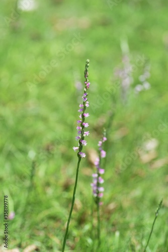 Ladies' tresses are Orchidaceae perennial plant. Grows on a sunny lawn, and in early summer, small pink flowers bloom in a spiral. © tamu