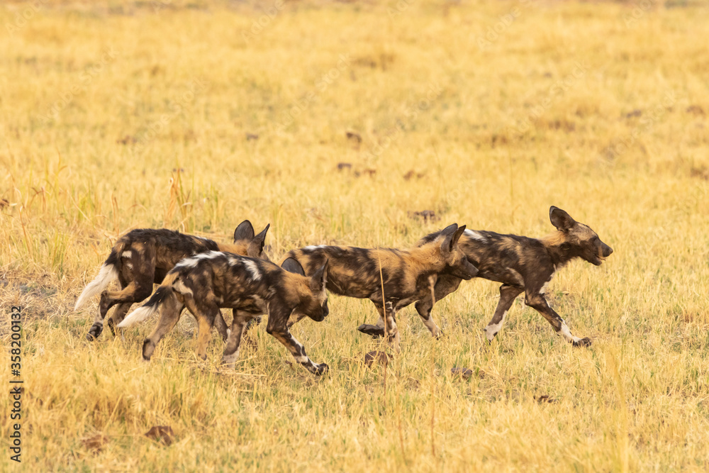 african wild dogs running through the grass african wild dogs running through the grass