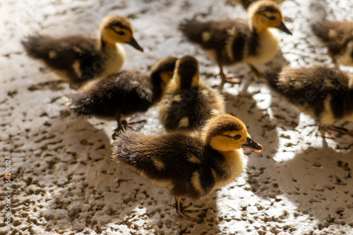 Ducklings  © Sebastian