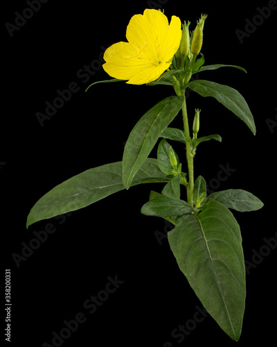 Flower of yellow Evening Primrose  lat. Oenothera  isolated on black background