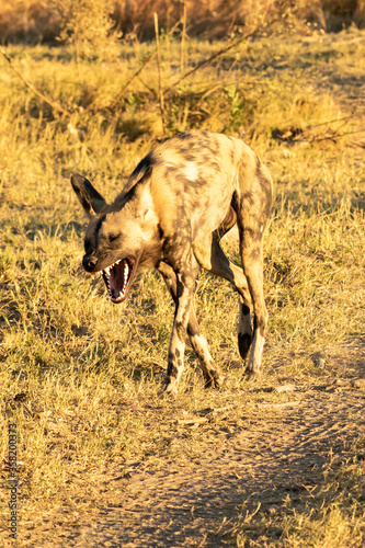 african wild dog showing teeth © Penny