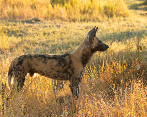 african wild dog standing in yellow grass