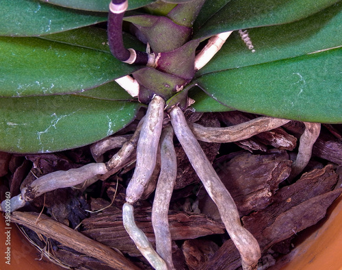 Close-up view of orchid roots